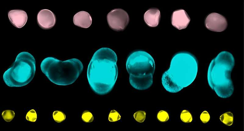 Artificial intelligence could help build pollen jigsaw of present and ancient flora